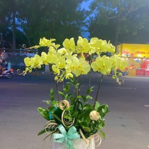 Hoa Lan Hồ Điệp – LHĐ11