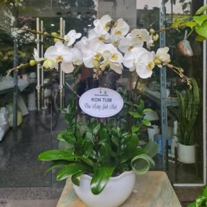 Hoa Lan Hồ Điệp – LHĐ12