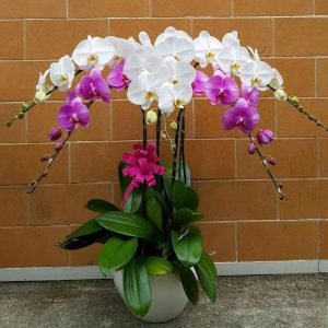 Hoa Lan Hồ Điệp – LHĐ15