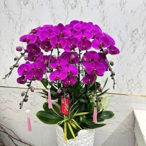 Hoa Lan Hồ Điệp – LHĐ16