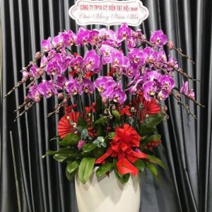 Hoa Lan Hồ Điệp - LHĐ6