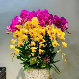 Hoa Lan Hồ Điệp – LHĐ28