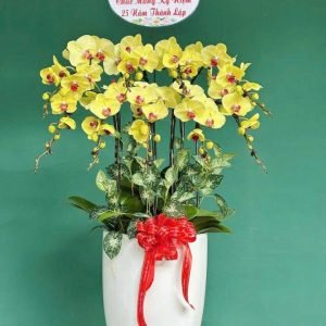 Hoa Lan Hồ Điệp – LHĐ29