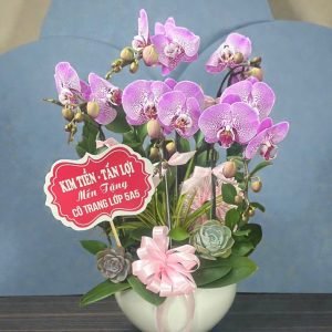 Hoa Lan Hồ Điệp – LHĐ32