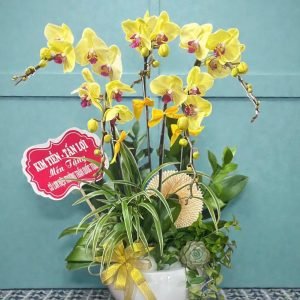 Hoa Lan Hồ Điệp – LHĐ33