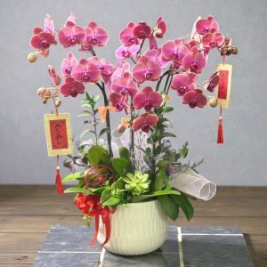 Hoa Lan Hồ Điệp – LHĐ34