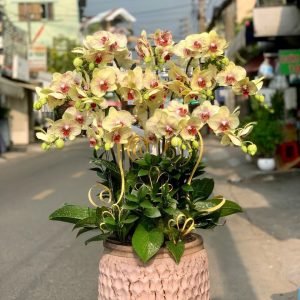 Hoa Lan Hồ Điệp – LHĐ23