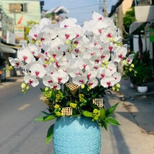 Hoa Lan Hồ Điệp – LHĐ20
