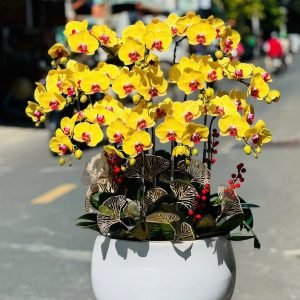 Hoa Lan Hồ Điệp – LHĐ19