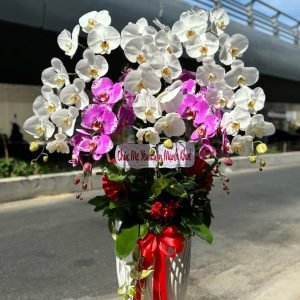 Hoa Lan Hồ Điệp – LHĐ18