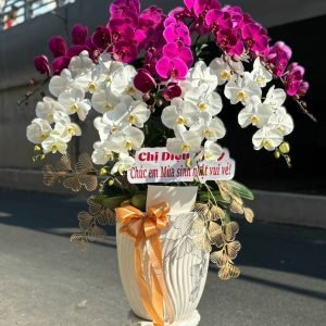 Hoa Lan Hồ Điệp – LHĐ2