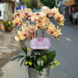 Hoa Lan Hồ Điệp – LHĐ1